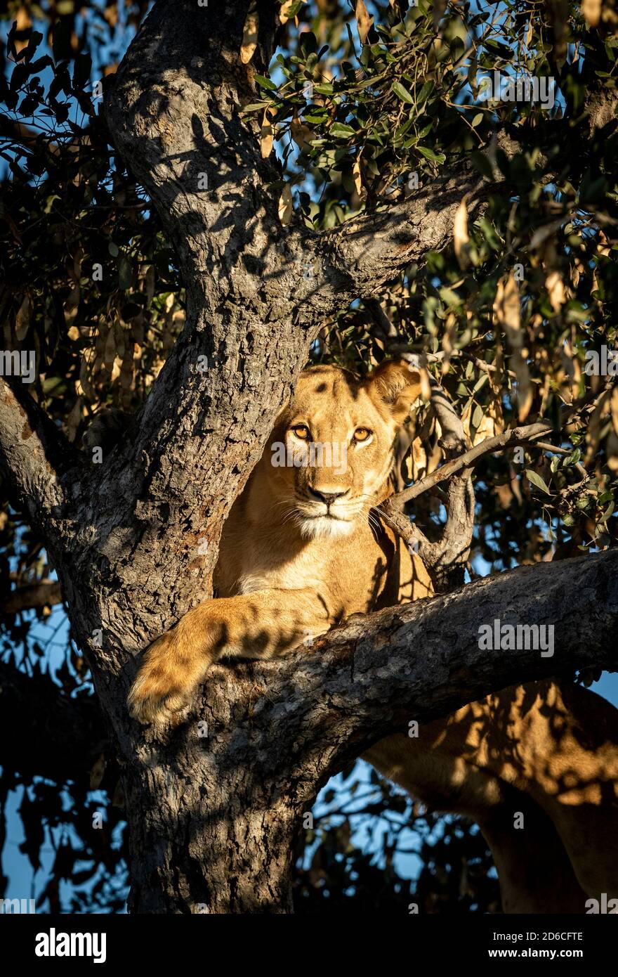 Vertical portrait of a female lioness standing in tree looking alert in Botswana Stock Photo