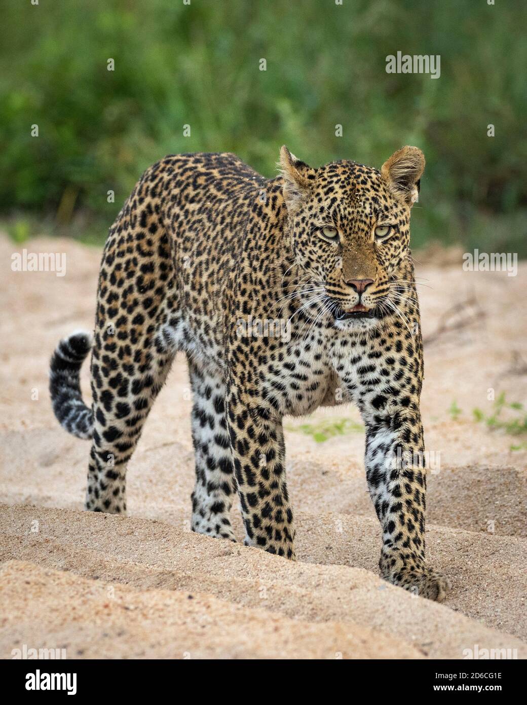 Vertical portrait of a male leopard walking in sandy riverbed in Kruger ...