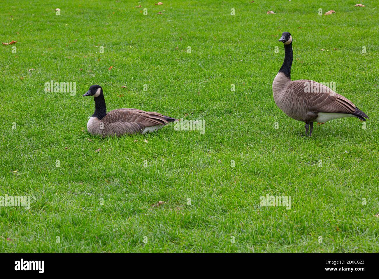 Two canada geese (branta canadensis) on a meadow, one sitting, one standing  Stock Photo - Alamy