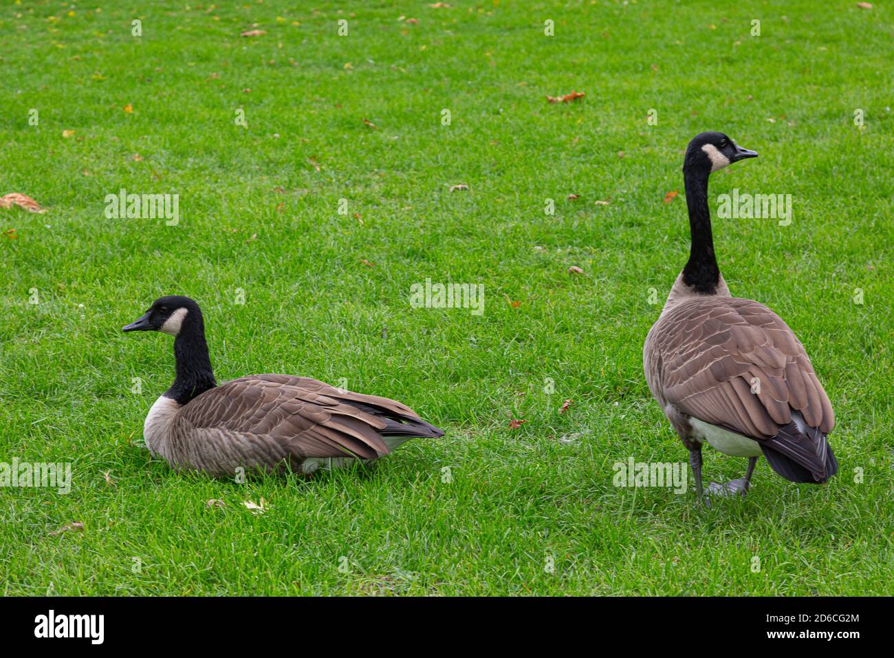Canada goose ca 01201 skoda hot sale