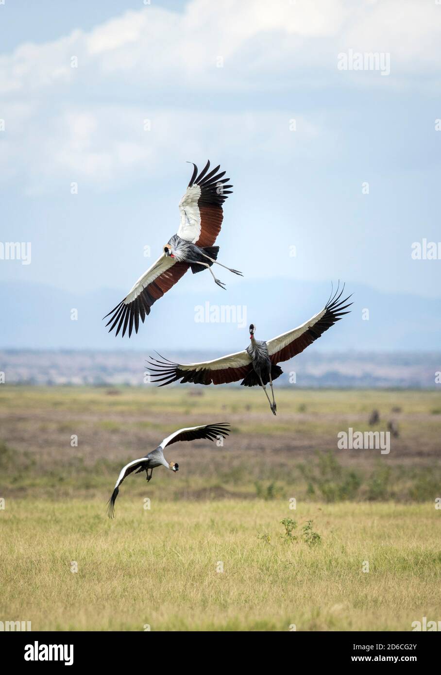 Three grey crowned cranes in flight in Amboseli National Park in Kenya Stock Photo