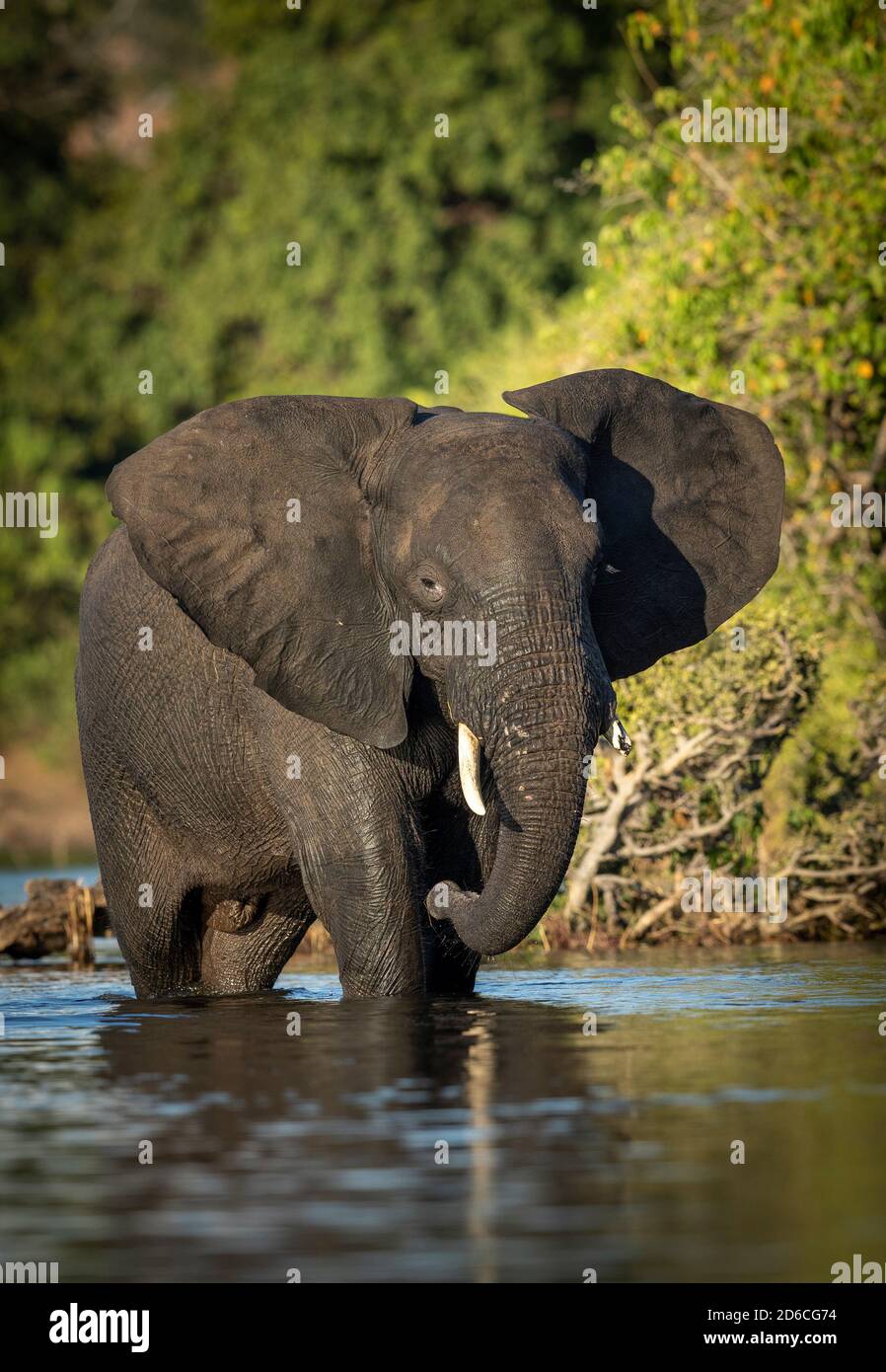Vertical portrait of a young elephant bull with broken tusk standing in shallow water in golden sunlight in Chobe River in Botswana Stock Photo