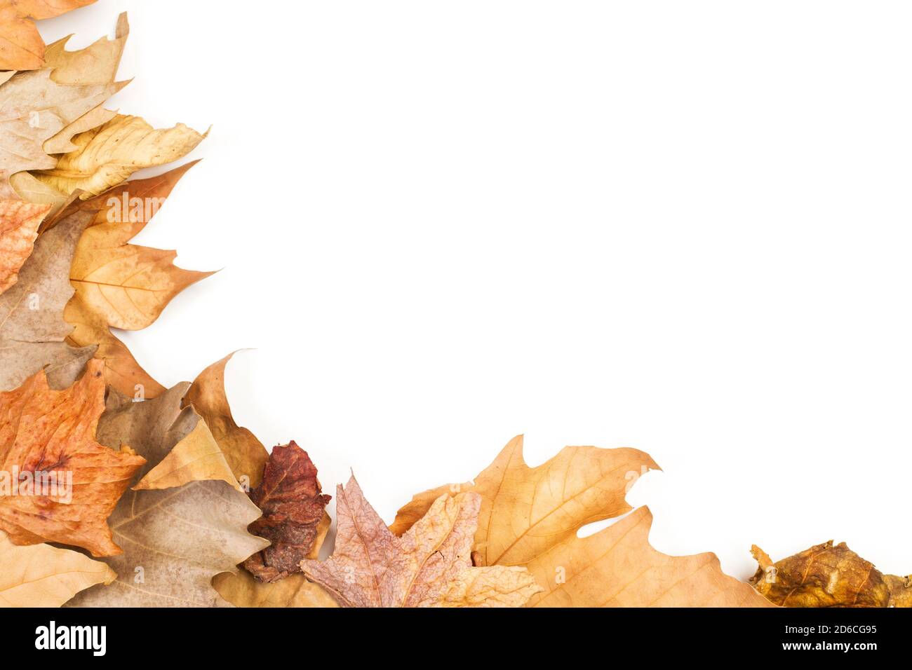 Autumn leaves on a white background in a top view with copy space Stock ...