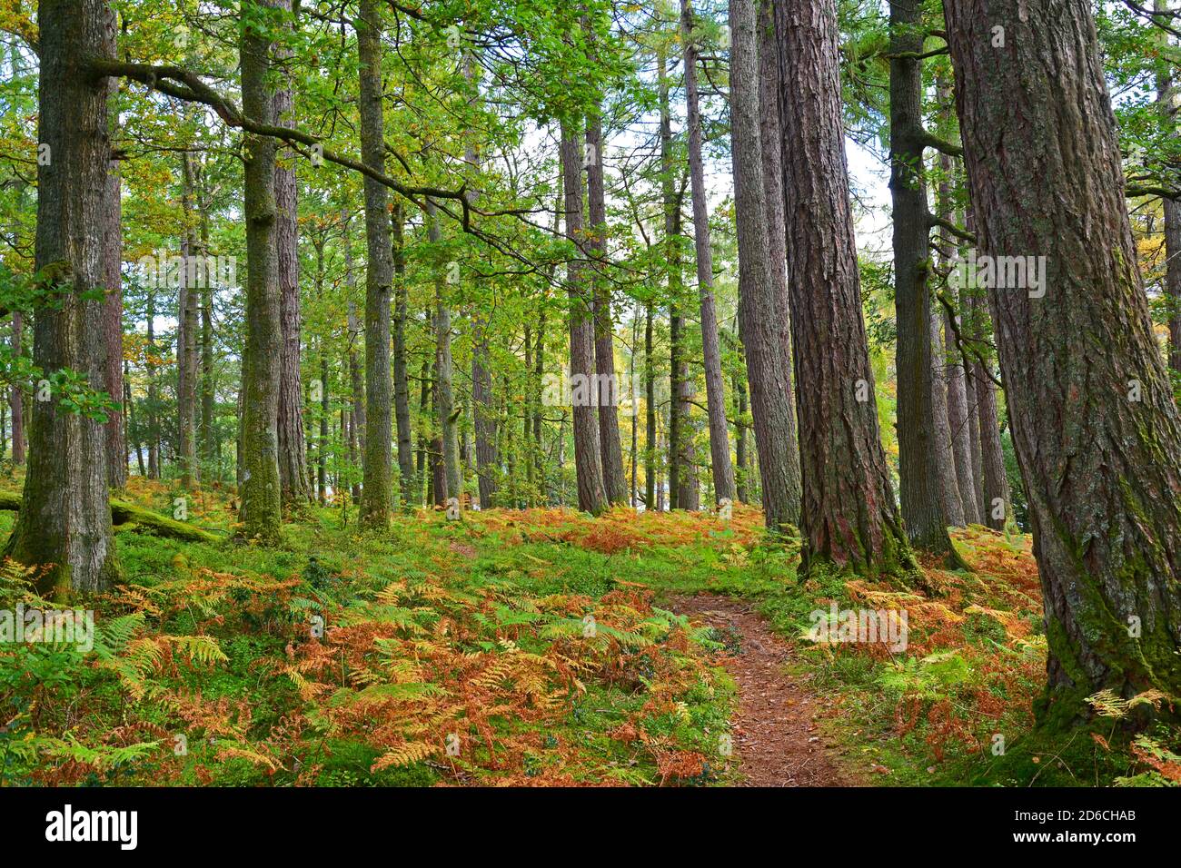 An early Autumn woodland scene, UK Stock Photo