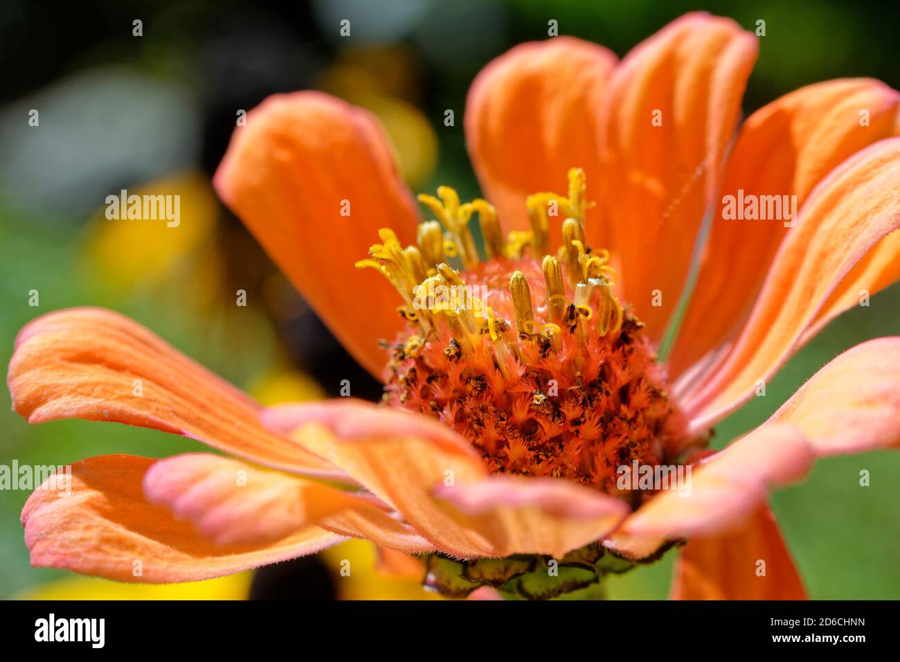 Orange flower detailed photo of stamens, closeup photo of flowers stamens Stock Photo Alamy