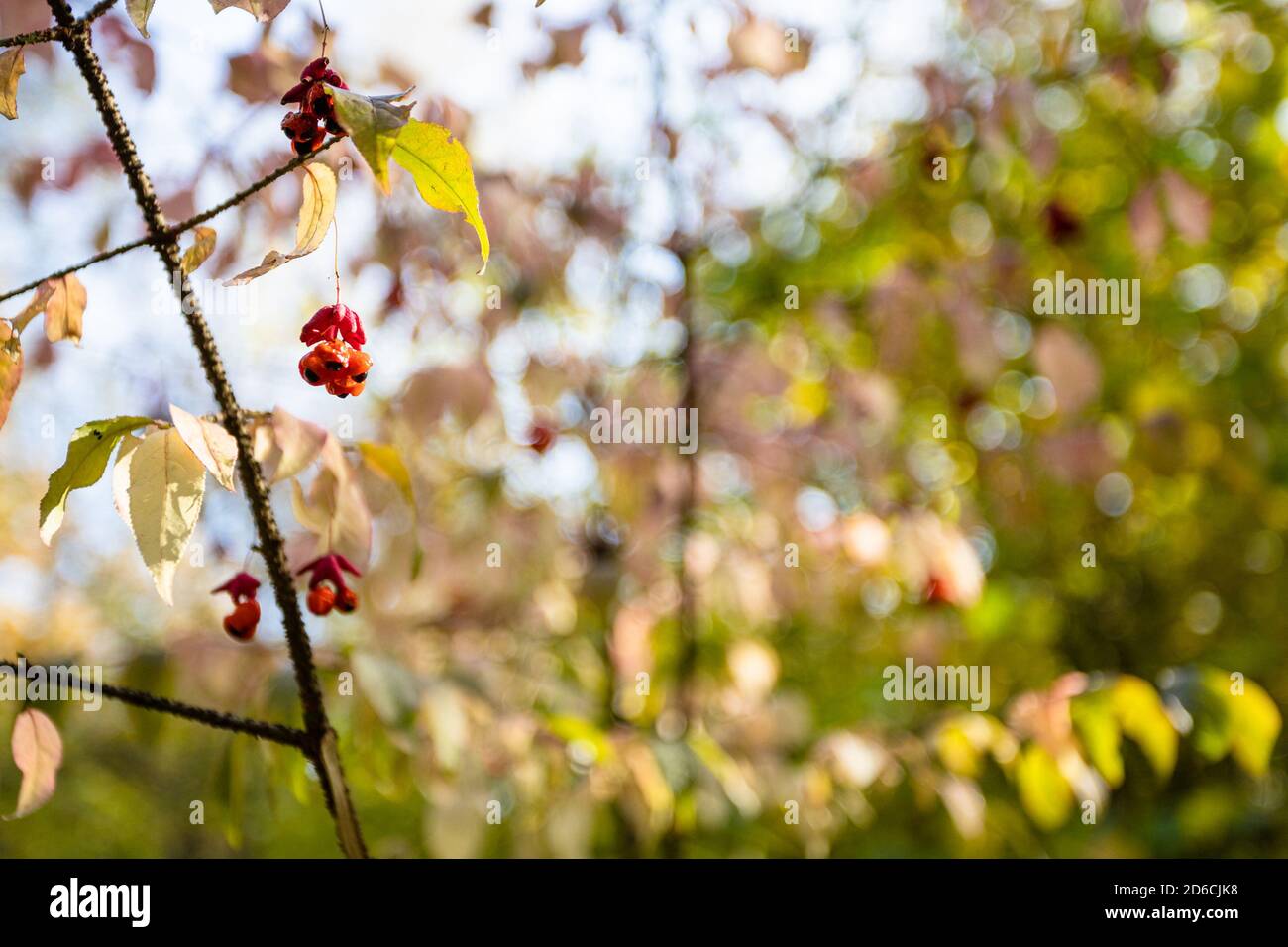 twig with Euonymus berries close up and blurred trees on background in city park on sunny autumn day (focus on berries on foreground) Stock Photo