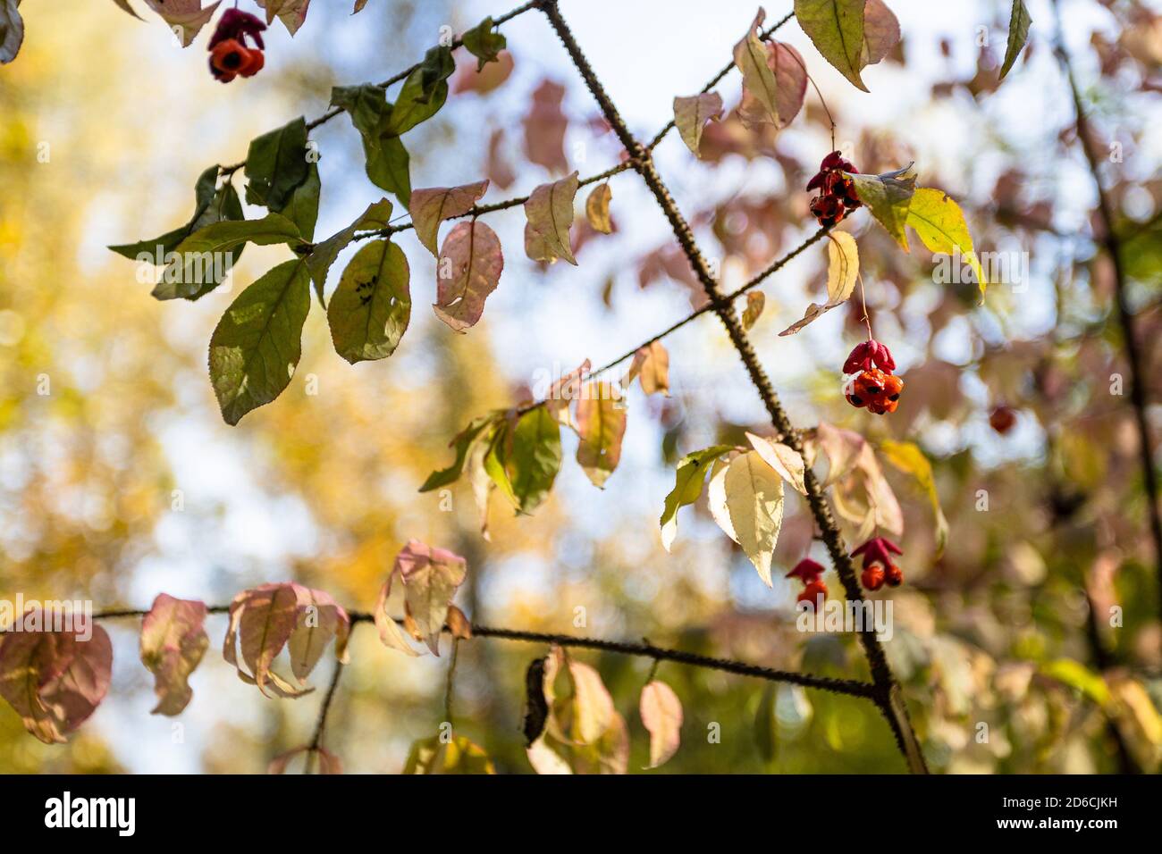 branch of Euonymus tree with ripe berries close up in city park on sunny autumn day (focus on berries on foreground) Stock Photo