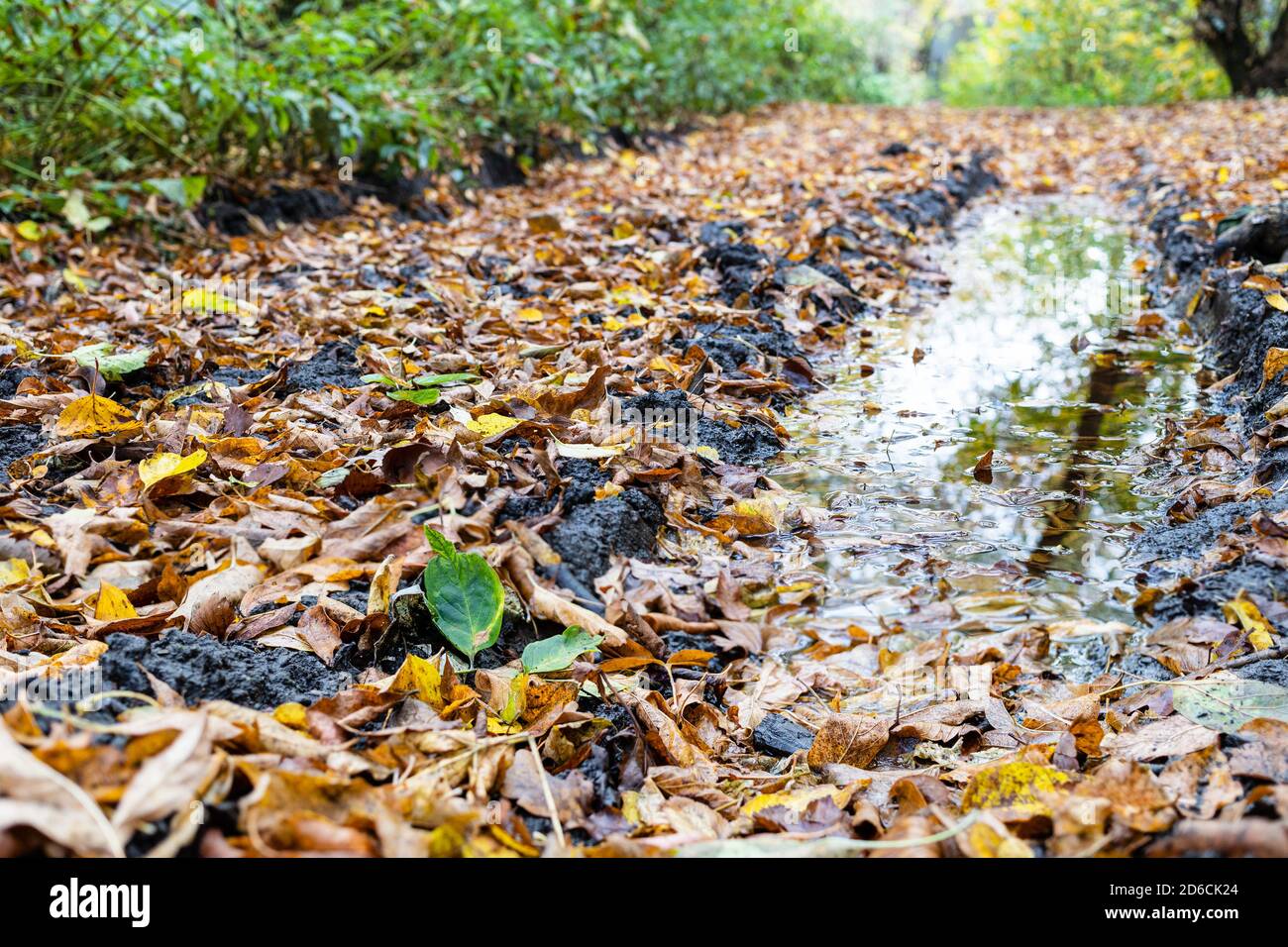 Closeup fallen leaves on surface hi-res stock photography and images ...