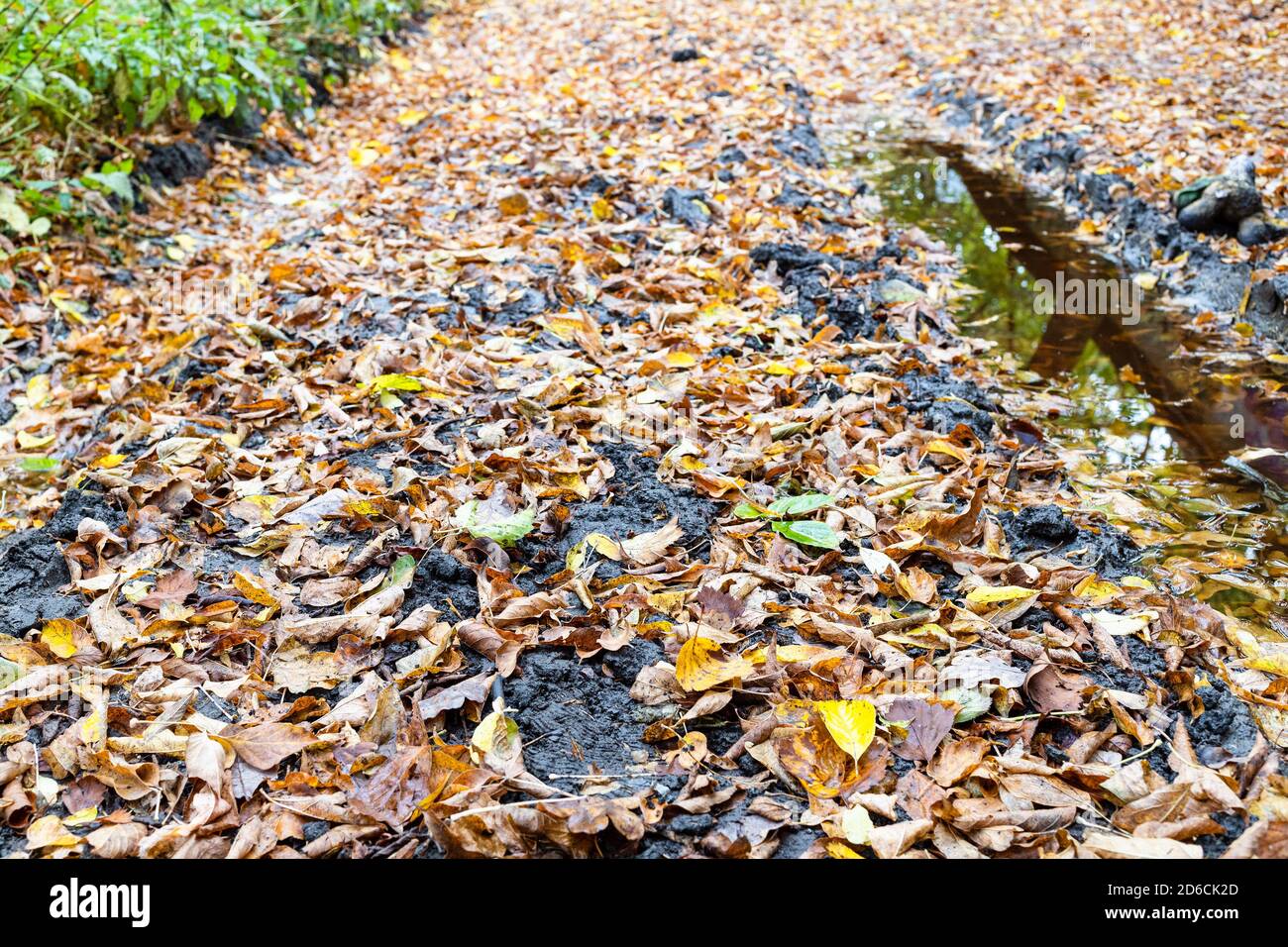 surface of dirty road with ruts covered with fallen leaves in city park on autumn day Stock Photo