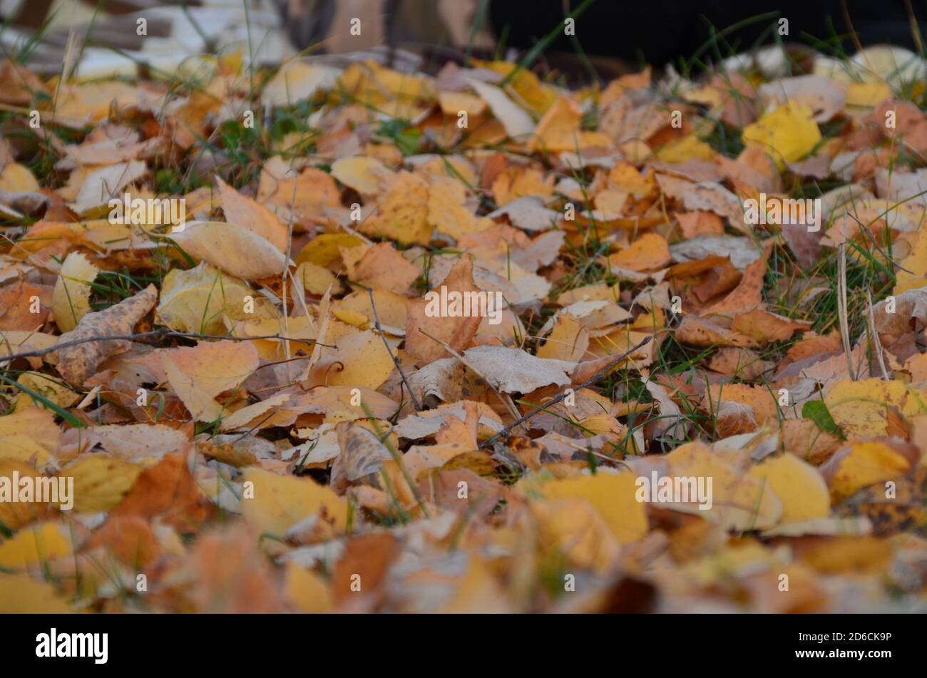 fallen autumn leaves on grass in sunny morning light, toned photo Stock ...