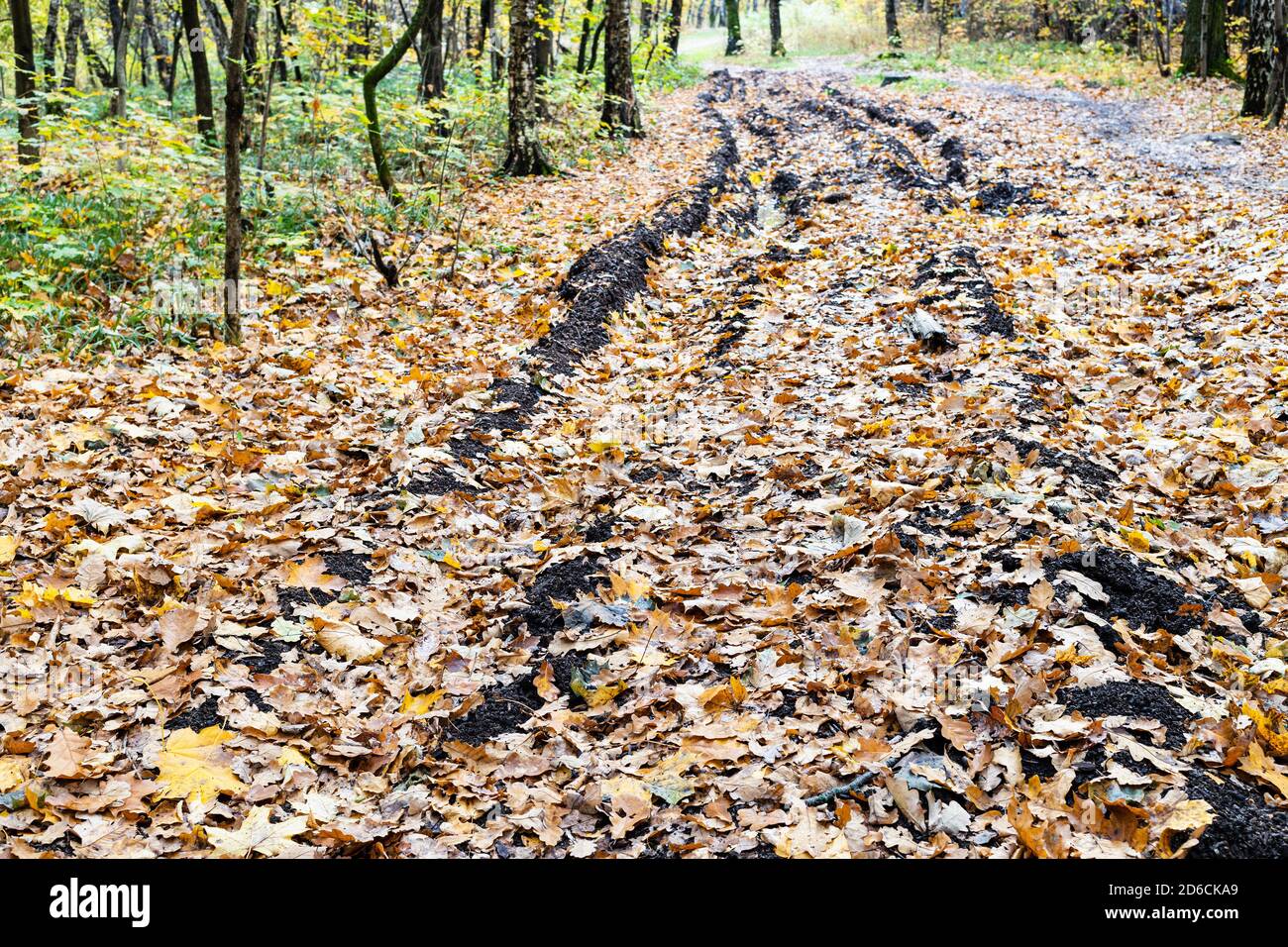 country road with ruts covered with fallen leaves in city park on autumn day Stock Photo