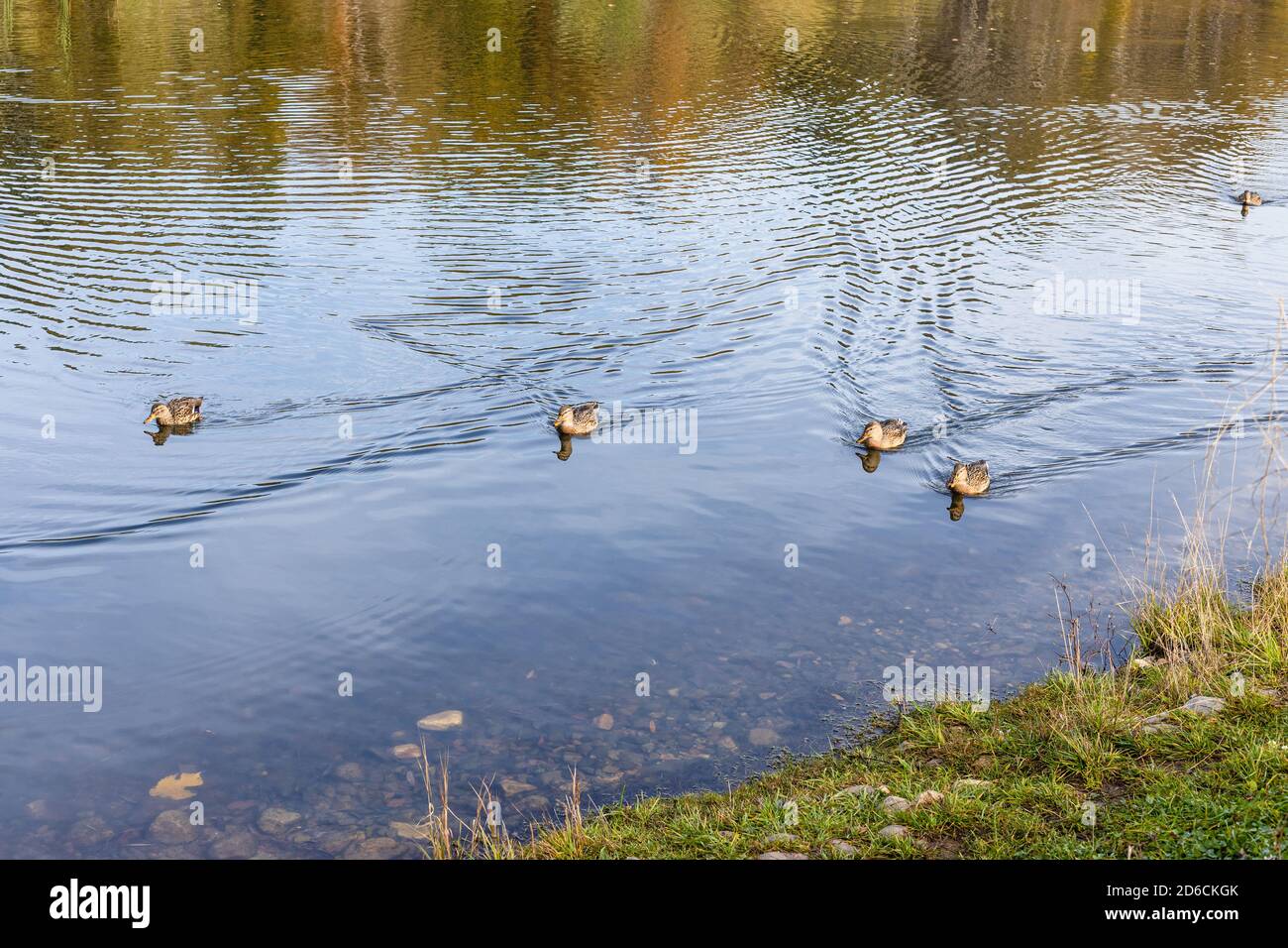 Pond in city park hi-res stock photography and images - Alamy