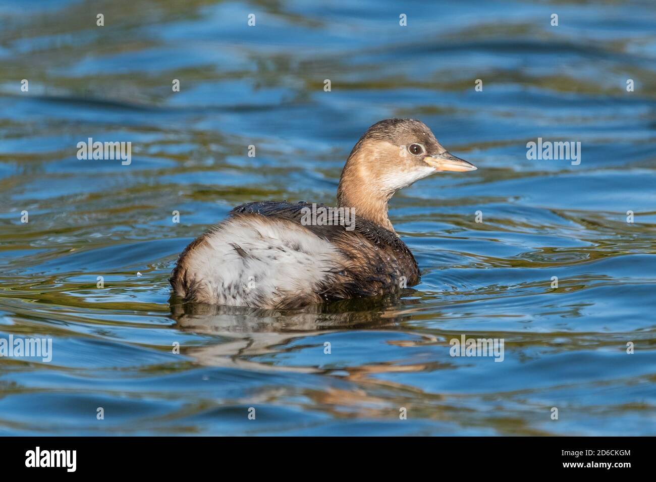 Little Grebe (Tachybaptus ruficollis), AKA Dabchick, swimming in water in a park lake in Autumn in West Sussex, England, UK. Stock Photo