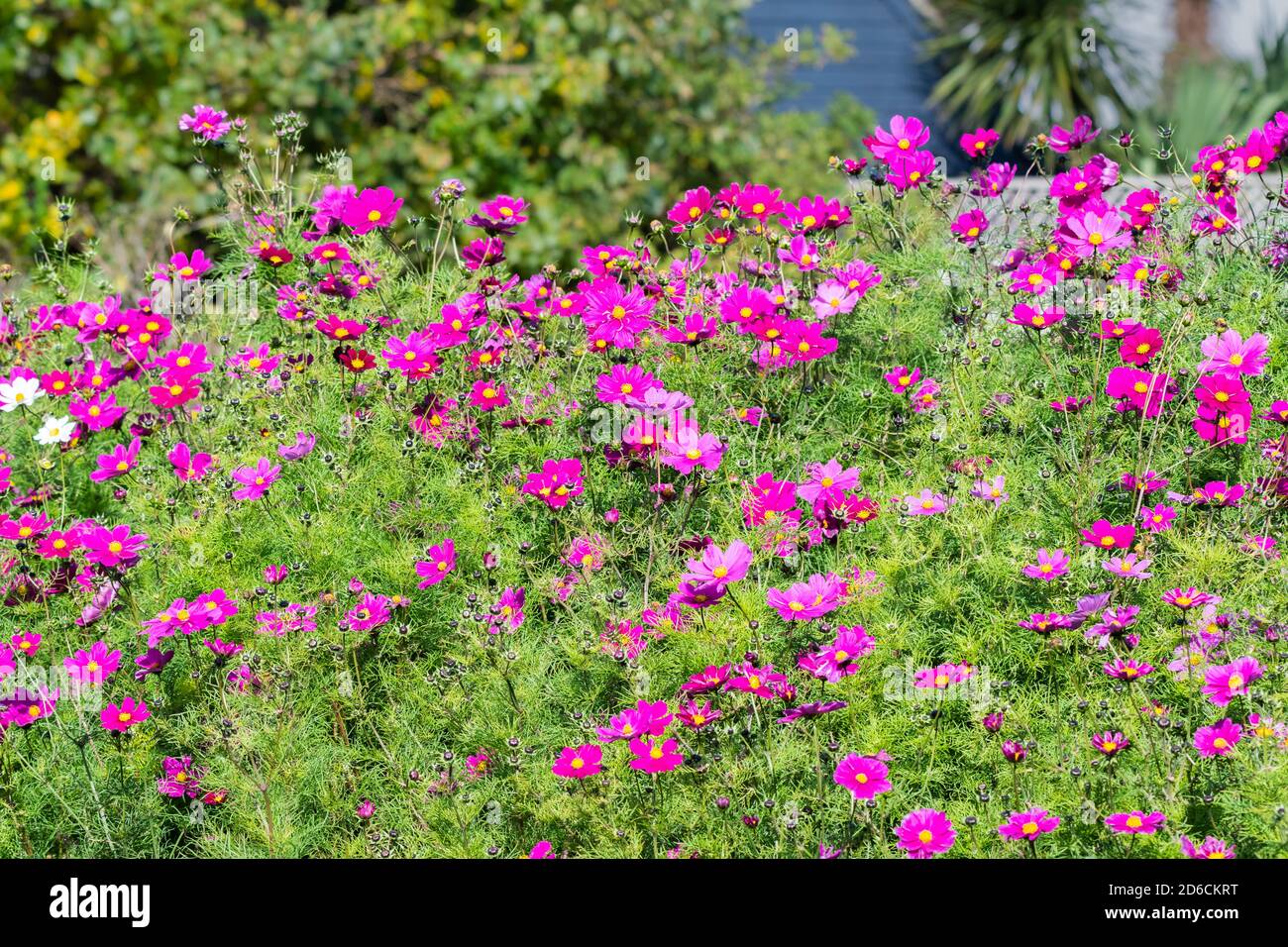 Garden Cosmos (Cosmos bipinnatus, Mexican aster), a flowering herbaceous plant with mauve / pink flowers in Autumn in West Sussex, England, UK. Stock Photo