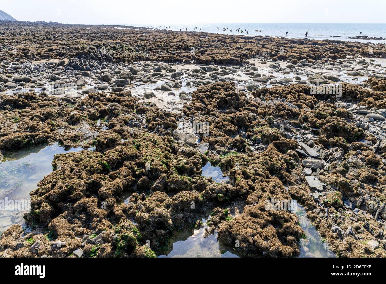 France, Manche, Cotentin, Mont-Saint-Michel Bay listed as World Heritage by UNESCO, Carolles, honeycomb worms reefs (Sabellaria alveolata) and gatheri Stock Photo