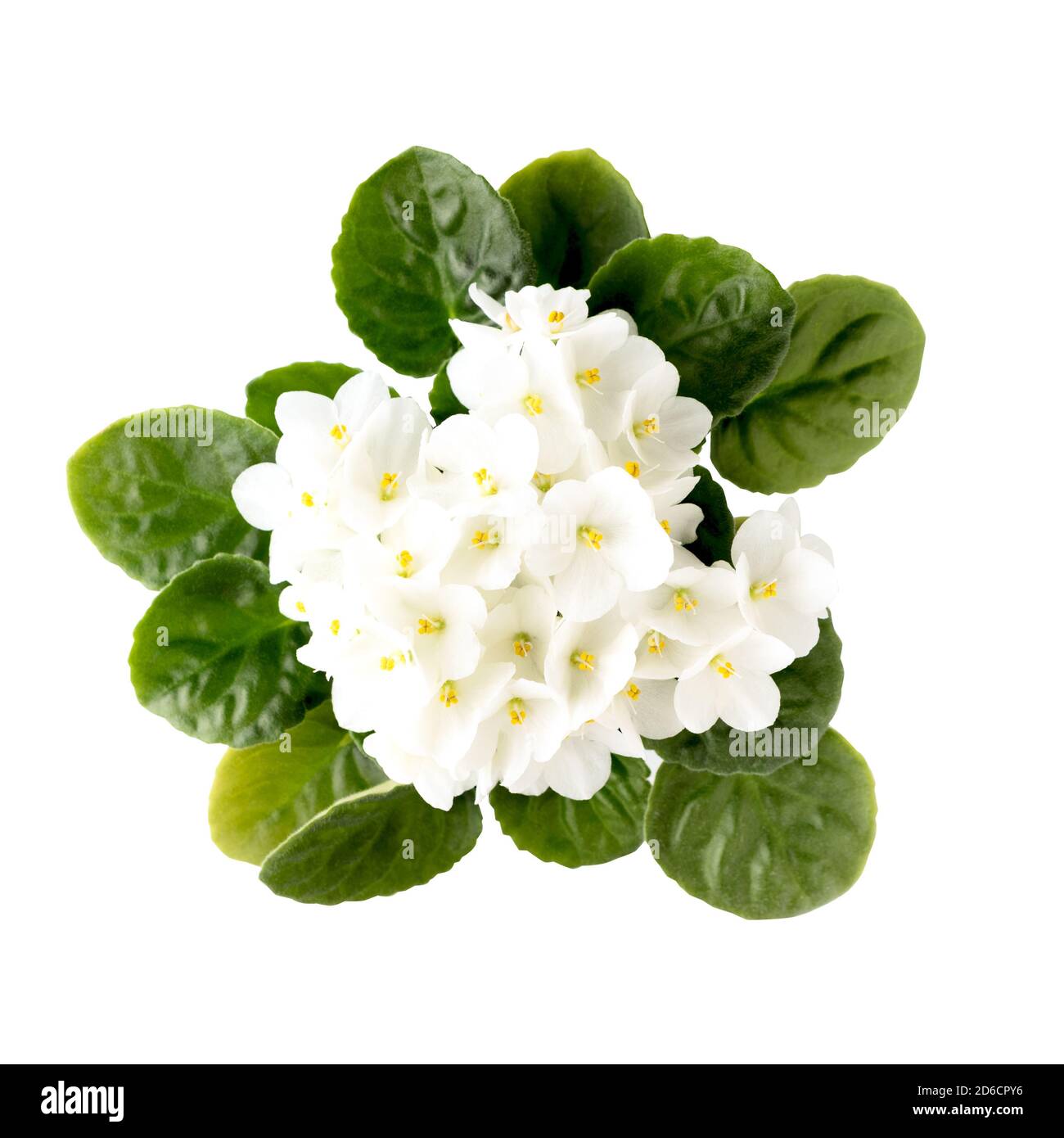 White violet flowers isolated on white background. Top view. Clipping path Stock Photo