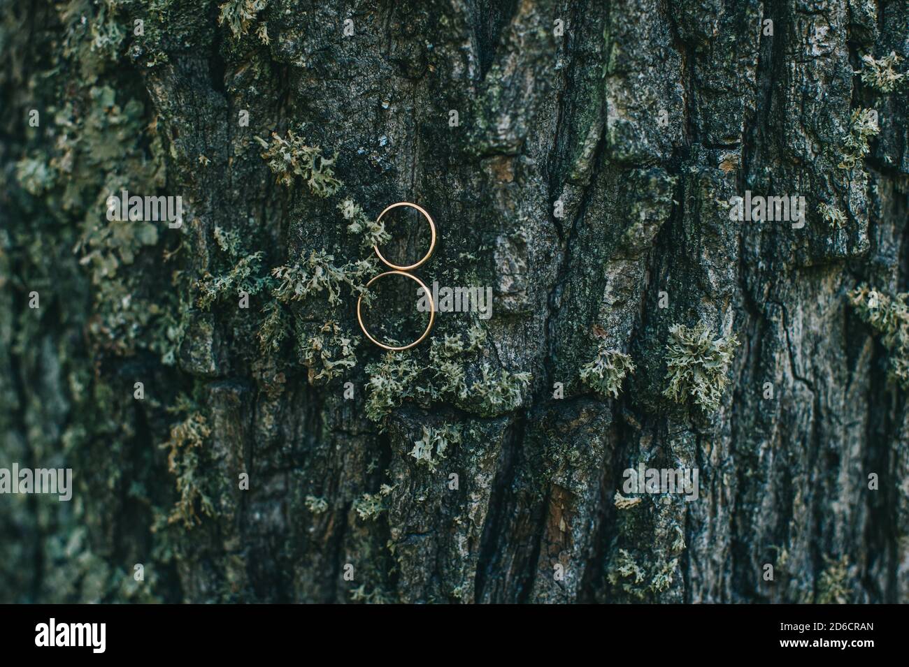 Wedding photography. Close up wedding rings lie on the bark of a tree. Stock Photo