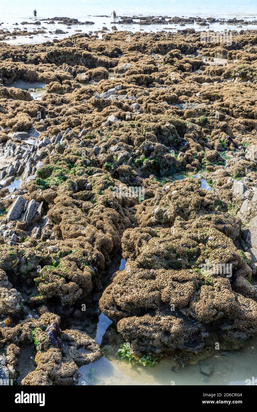 France, Manche, Cotentin, Mont-Saint-Michel Bay listed as World Heritage by UNESCO, Carolles, honeycomb worms reefs (Sabellaria alveolata) // France, Stock Photo
