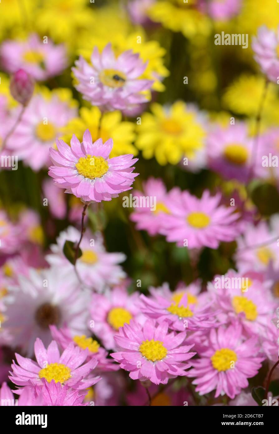 Pink Rhodanthe manglesii everlasting daisies among yellow Showy Everlastings, Schoenia filifolia, family Asteraceae. Also known as Paper daisies and s Stock Photo