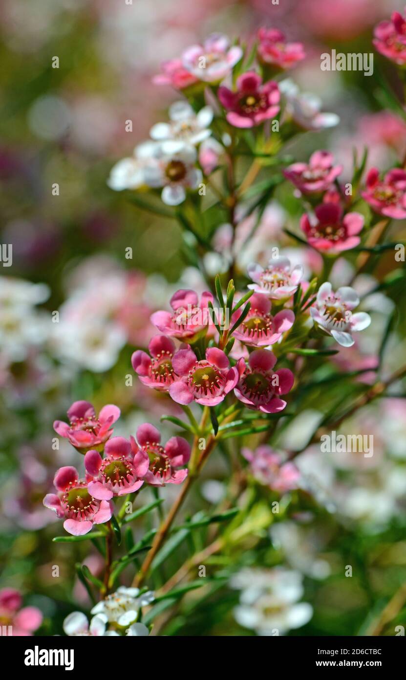 Red, pink and white flowers of the Australian Chamelaucium waxflower variety My Sweet Sixteen, family Myrtaceae. Stock Photo