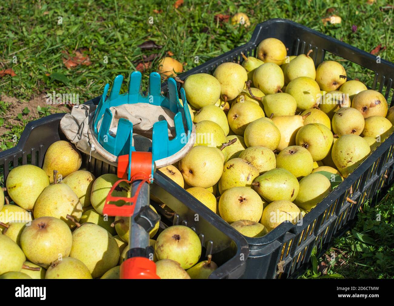 Freshly harvested pears in crates and a fruit picker Stock Photo Alamy