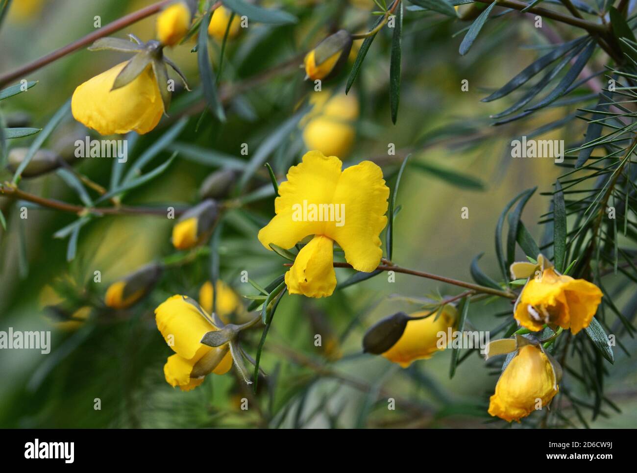 Yellow flowers of the Australian native Large Wedge Pea, Gompholobium grandiflorum, Sydney, Australia. Spring flowering.Grows in heath and dry sclerop Stock Photo