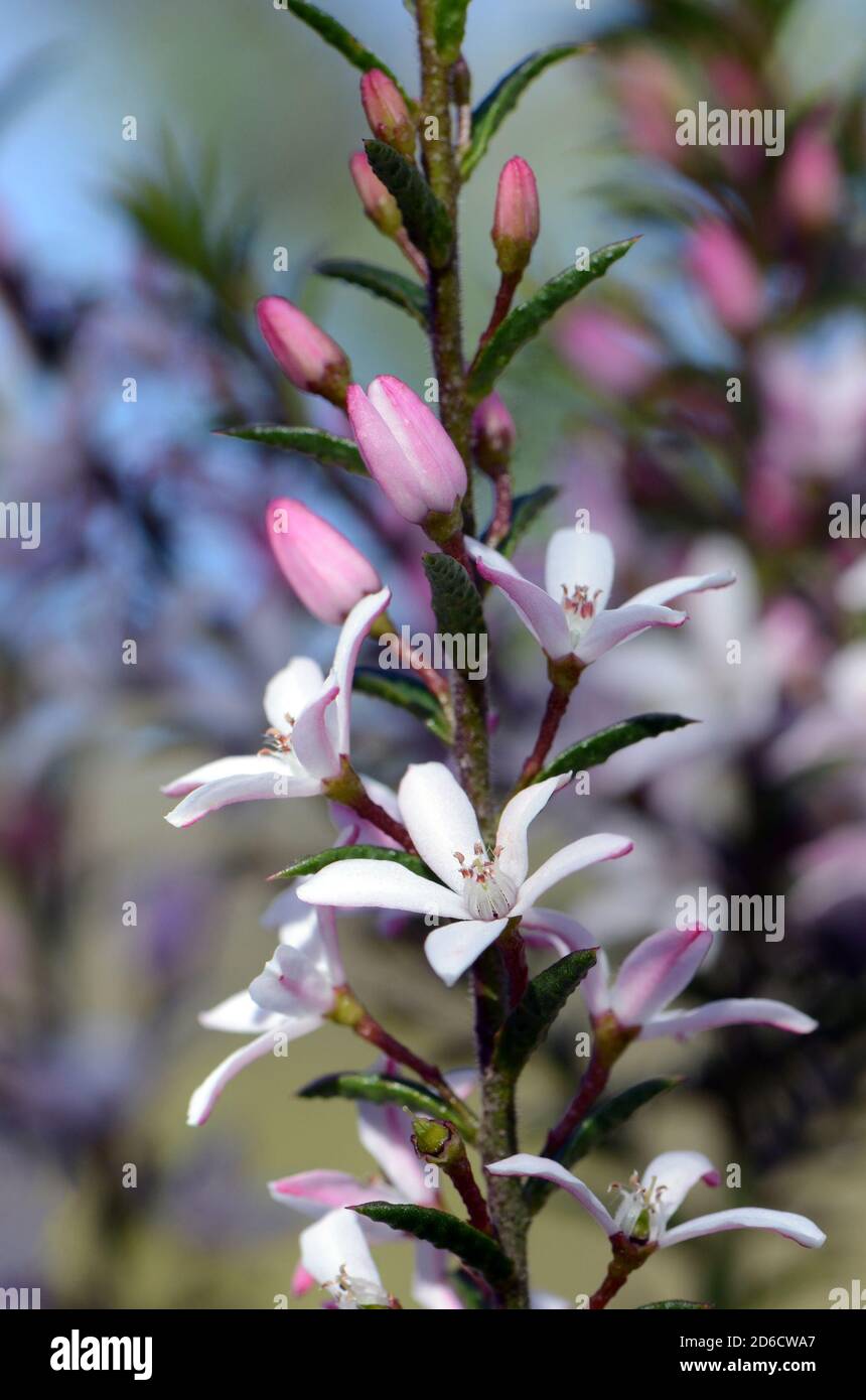 White and pink flowers of the Australian native Box Leaf Waxflower, Philotheca buxifolia, family Rutaceae, in woodland, Sydney, NSW, Australia. Winter Stock Photo