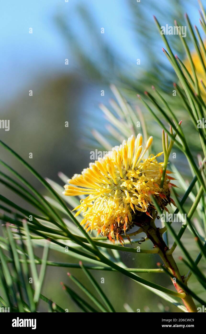 Australian native narrow-leaf drumstick flower, Isopogon anethifolius, growing in heath in the Royal National Park, Sydney, New South Wales, Australia Stock Photo