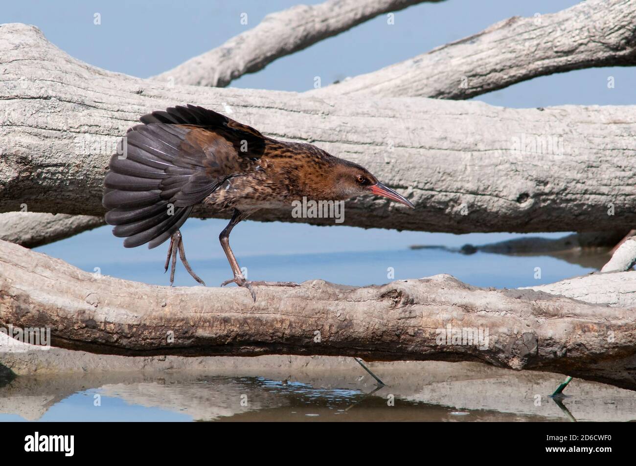 Water rail, Rallus aquaticus (Ralidae), perched on a branch. Stock Photo