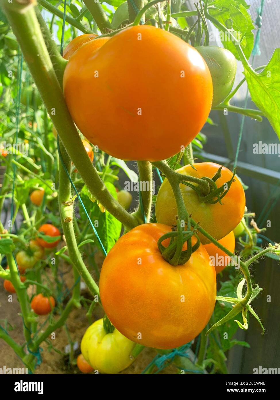 Red tomatoes grow and ripen on bushes in greenhouse Stock Photo - Alamy