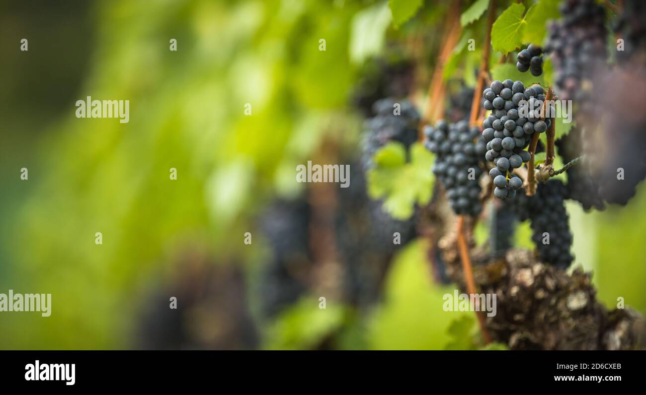 Grape Growing Ripe Ripe grapes on vine growing in vineyard at sunset time, selective focus ...