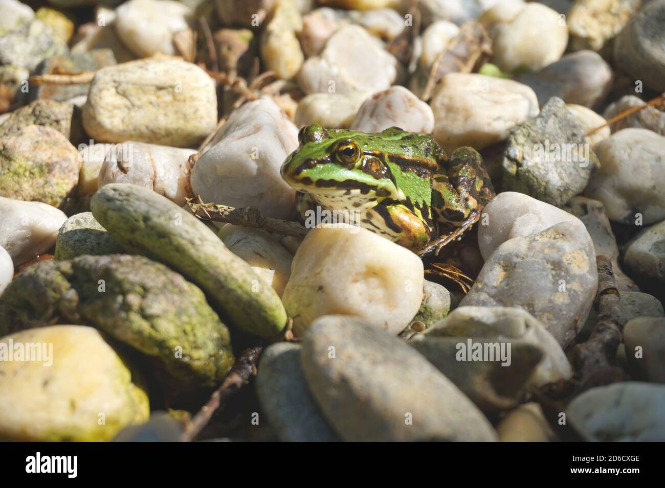 Green frog with pebbels Stock Photo