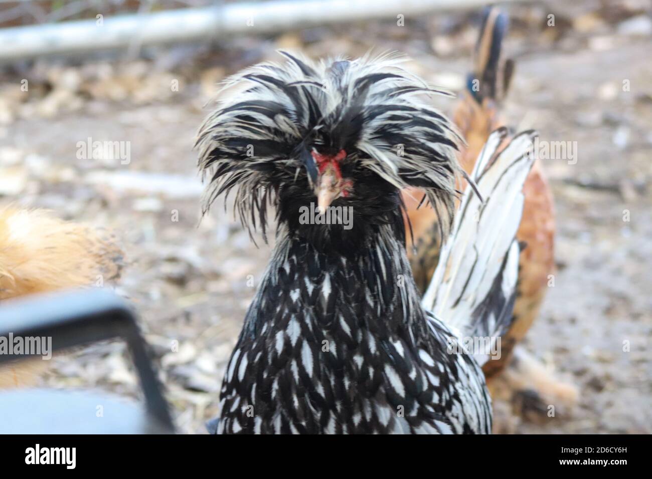 Polish Bantam Rooster Backyard Chicken Head shot . High quality photo Stock Photo