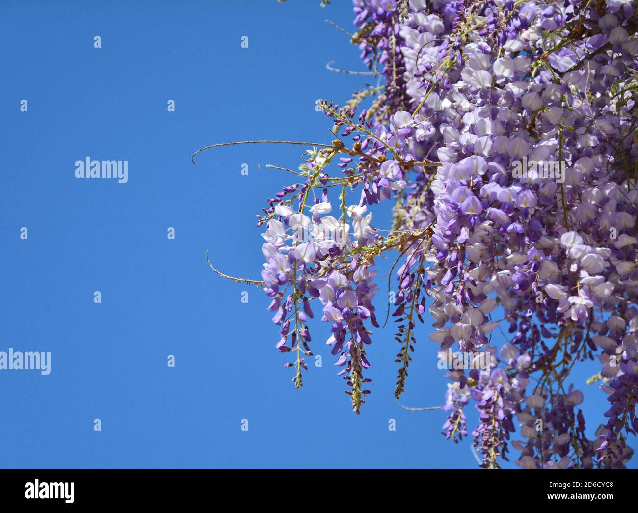 Plant border wisteria hires stock photography and images Alamy