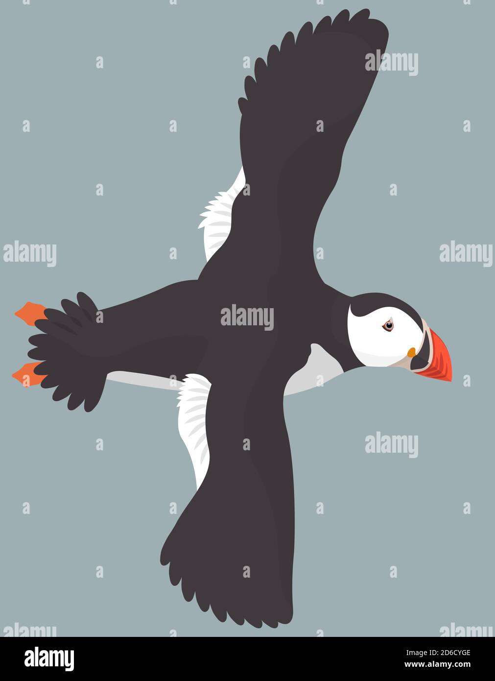 Flying Atlantic puffin. Northern bird in cartoon style. Stock Vector