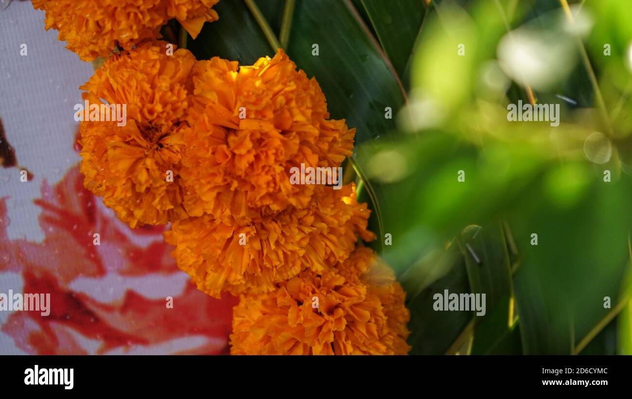Decorative flower arrangements hi-res stock photography and images - Alamy