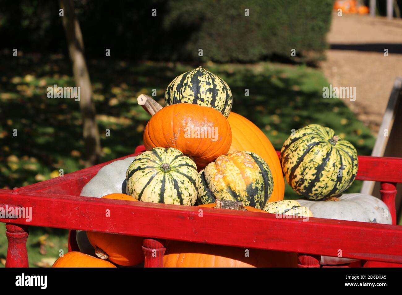 pumpkin and gourd varieties on display in the garden Stock Photo