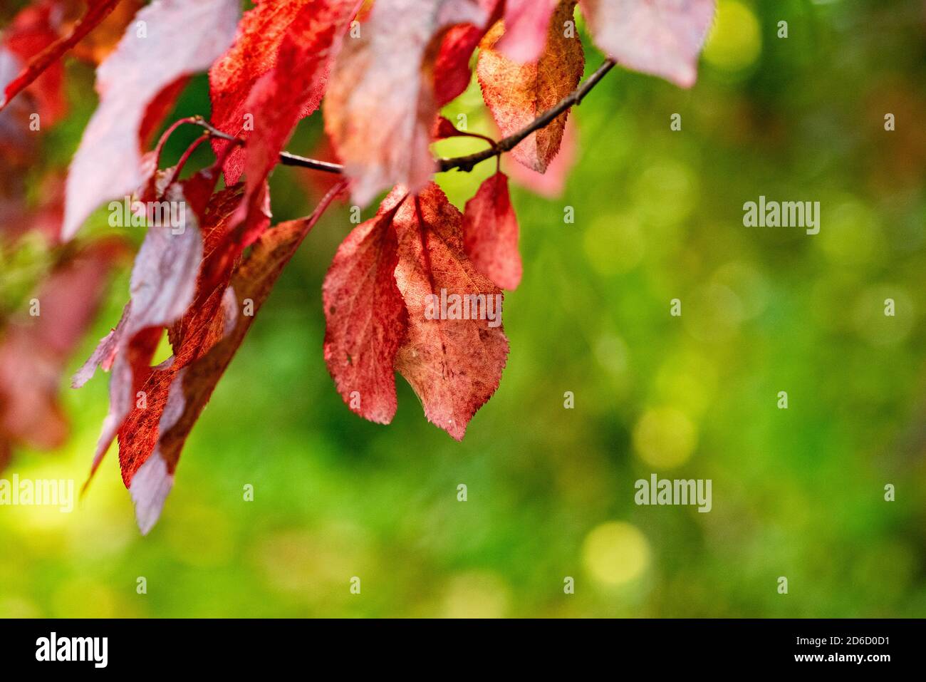 A copper beech tree in autumn, Chipping, Preston, Lancashire, UK Stock Photo