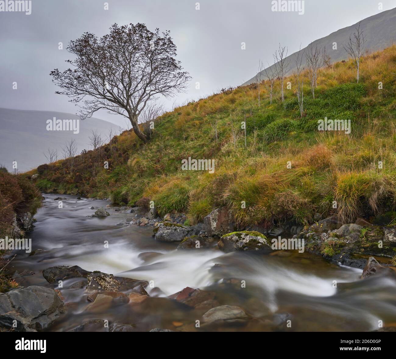Long exposure of stream running past lone tree on a hillside at Carifran Wildwood in the Scottish Borders. Stock Photo