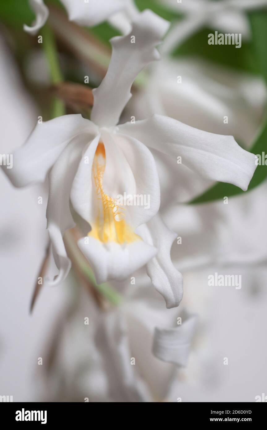Flowers of Coelogyne cristata orchid, close up shot Stock Photo