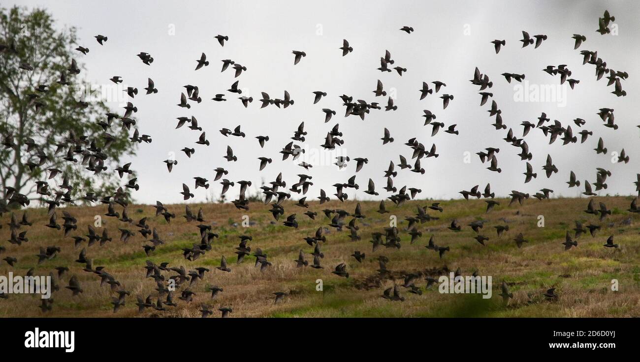 Magheralin, County Armagh, Northern Ireland. 16 Oct 2020. UK weather - a mixed day as high pressure dominates. Periods of sunshine and cloud with a light cool easterly breeze. A large flock of starlings moving over and feeding on stubble on a grey afternoon. Credit: CAZIMB/Alamy LIve News. Stock Photo