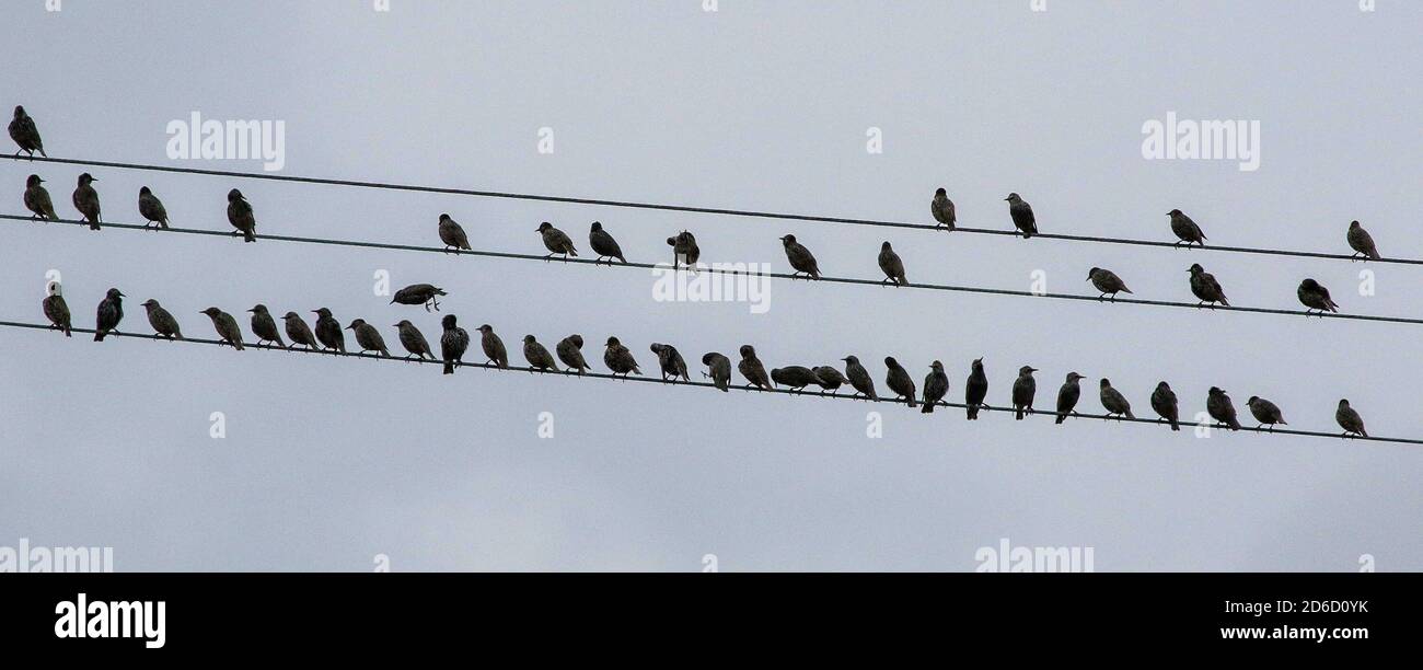 Magheralin, County Armagh, Northern Ireland. 16 Oct 2020. UK weather - a mixed day as high pressure dominates. Periods of sunshine and cloud with a light cool easterly breeze. Starlings perched on rural electricty cables. Credit: CAZIMB/Alamy LIve News. Stock Photo