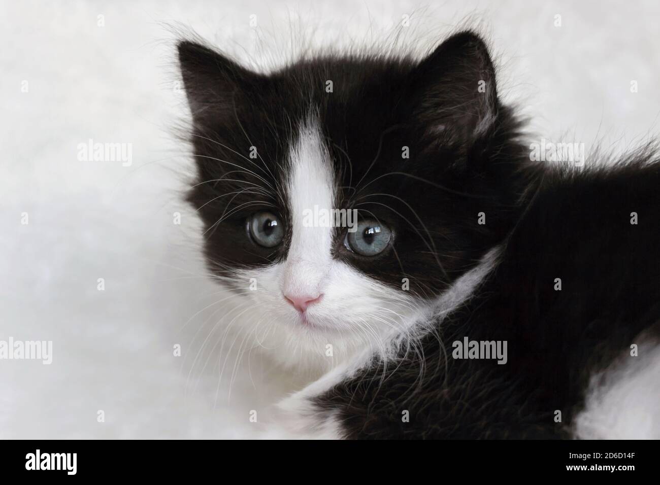portrait of a long hair tuxedo kitten on white blanket Stock Photo - Alamy