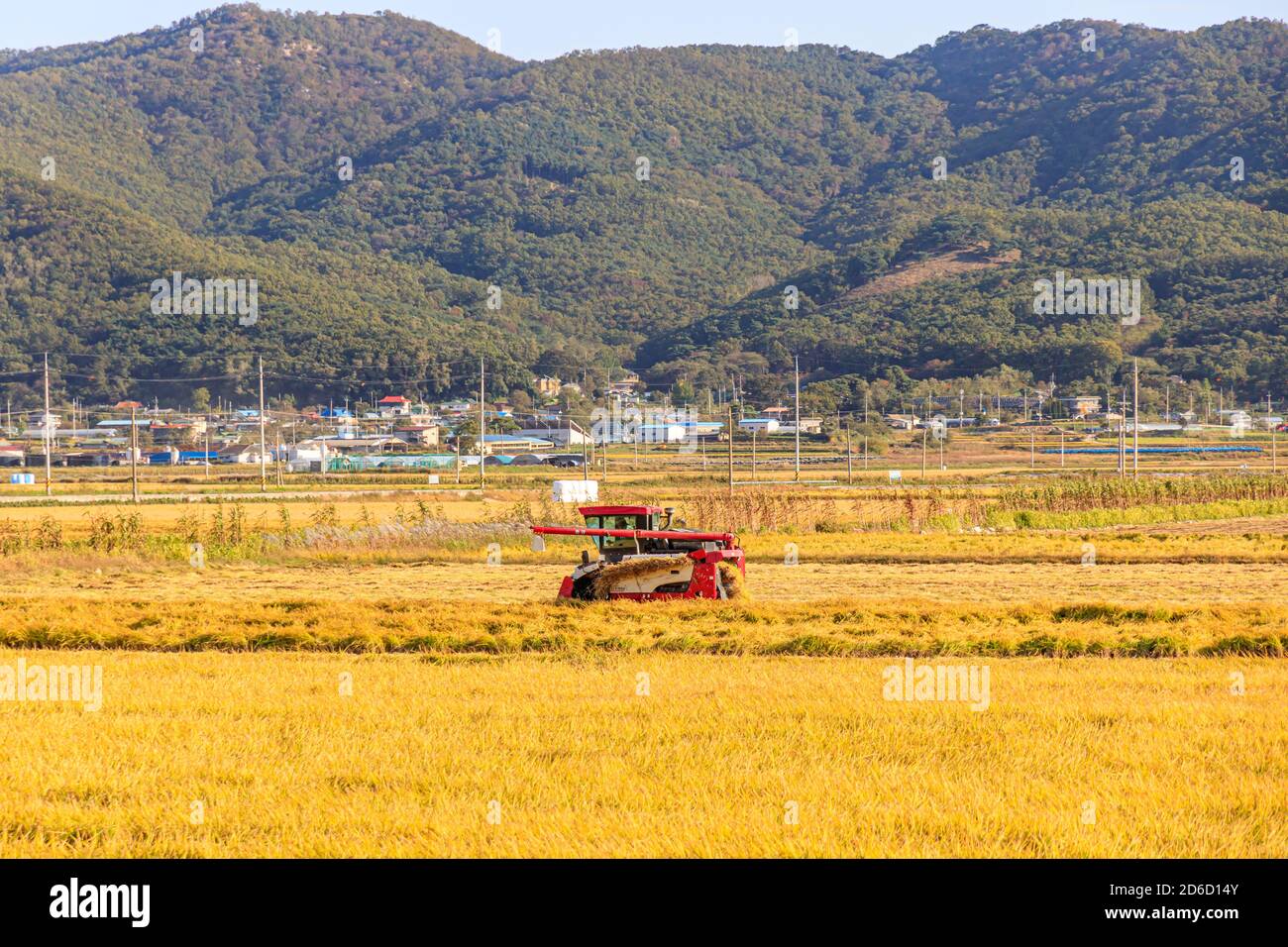 Incheon, South Korea 12 October 2020. Korean traditional rice farming