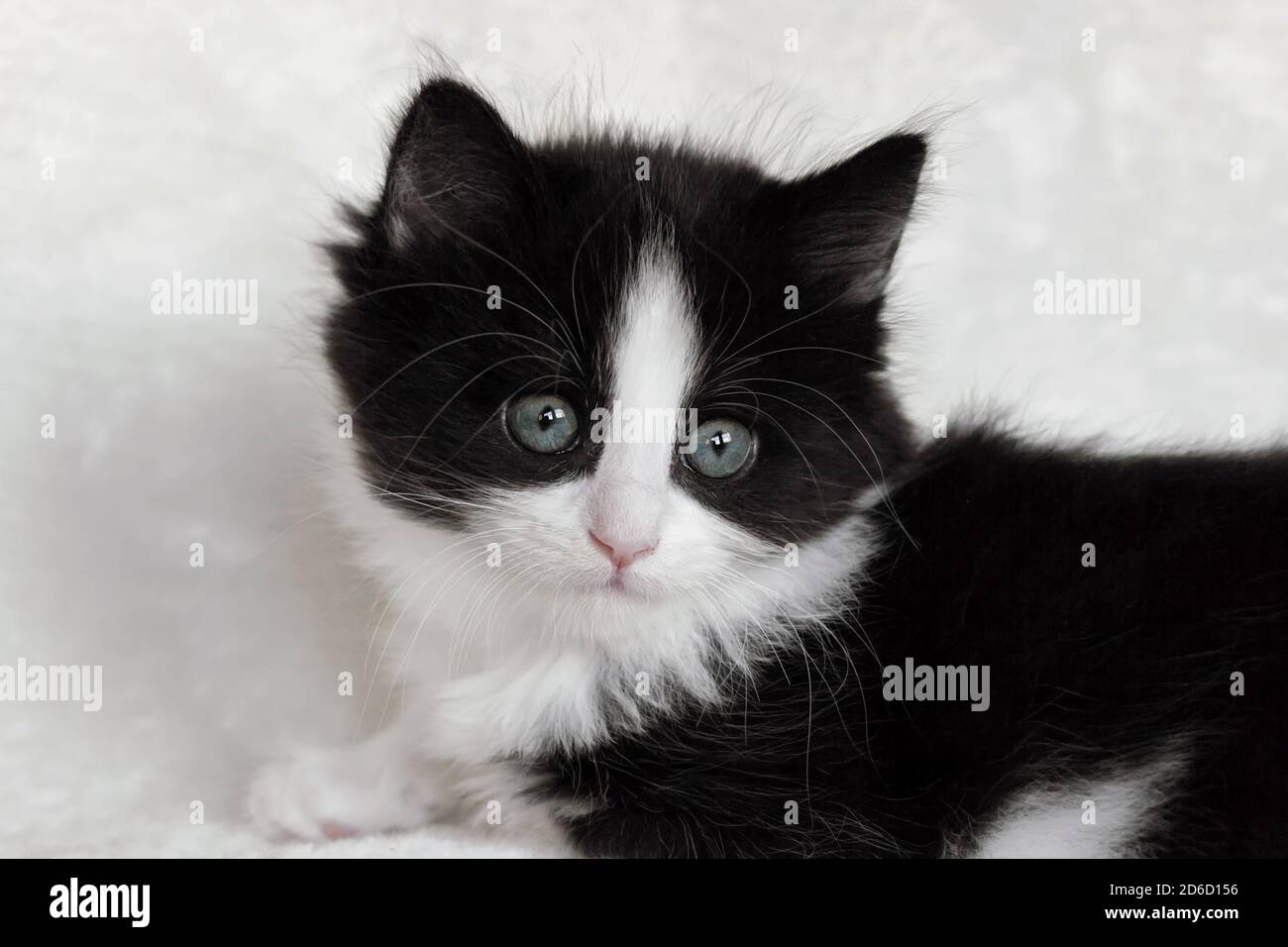 portrait of a long hair tuxedo kitten on white blanket Stock Photo - Alamy