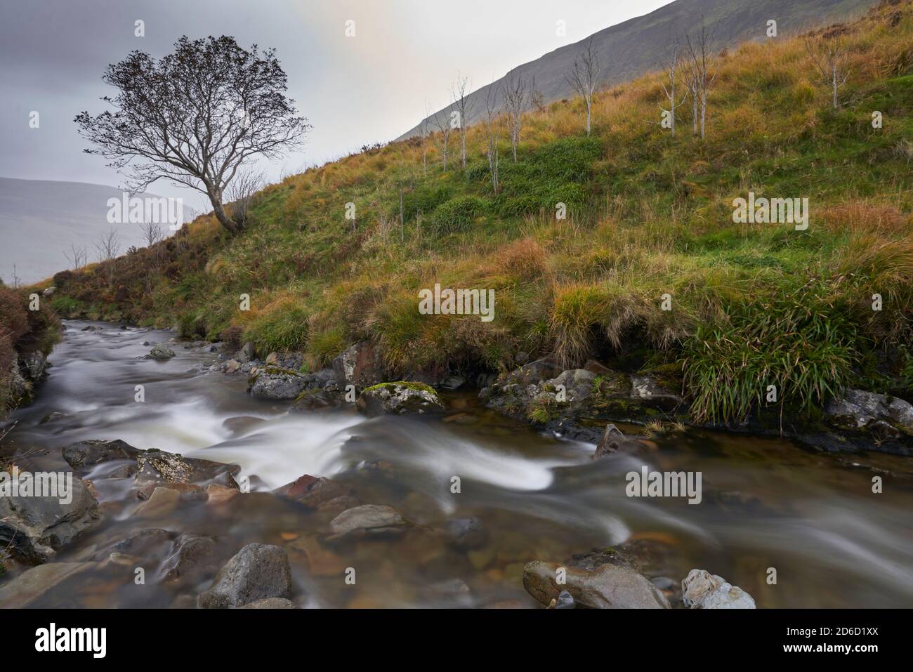 Long exposure of stream running past lone tree on a hillside at Carifran Wildwood in the Scottish Borders. Stock Photo
