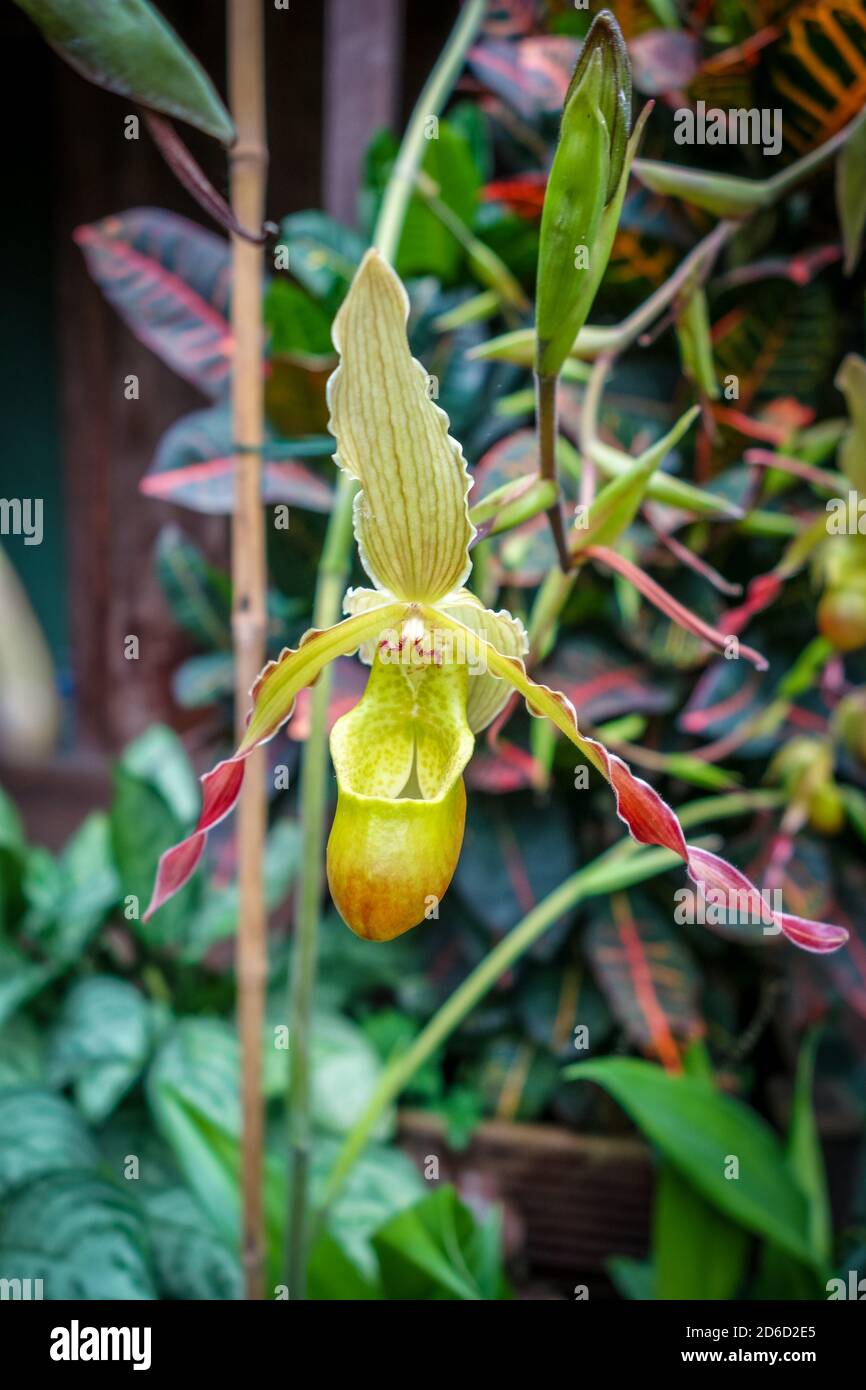 Closeup view of a phragmipedium grande orchid Stock Photo