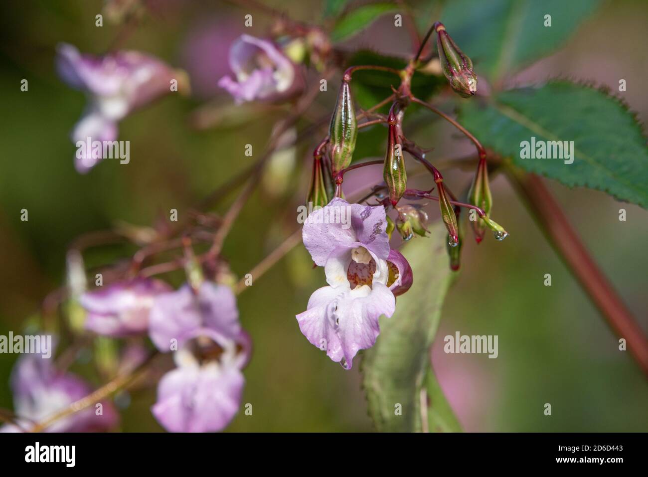 Close-up of Himalayan balsam, Chipping, Preston, Lancashire, UK Stock Photo