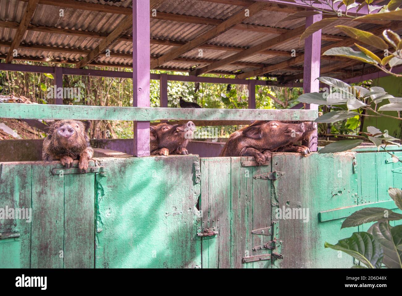 Frederiksted, St. Croix, US Virgin IslandsNovember 17,2019 Non