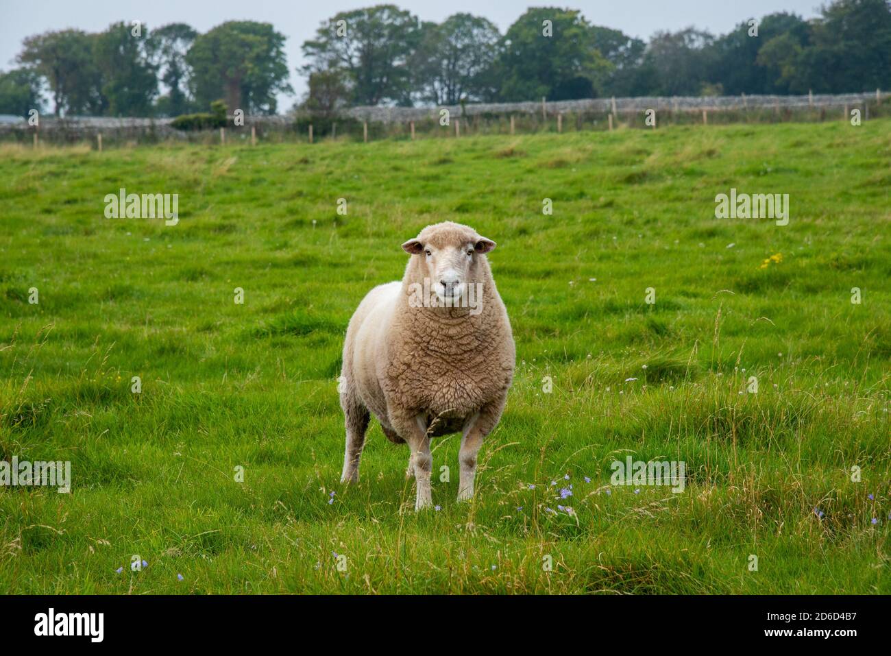 A ram in a field, Far Arnside, Cumbria. UK. Stock Photo